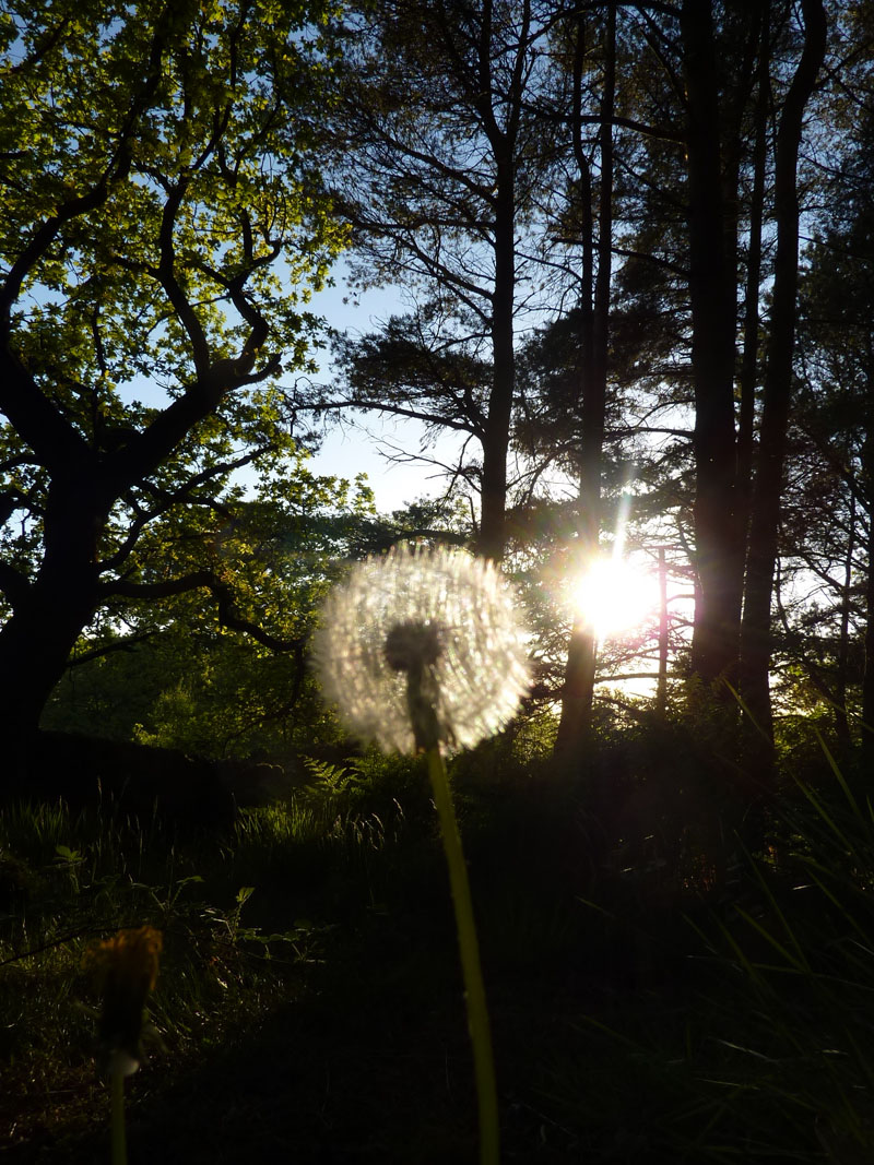 Dandelion